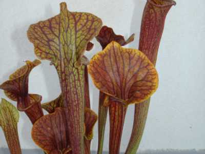 Sarracenia flava super ornata